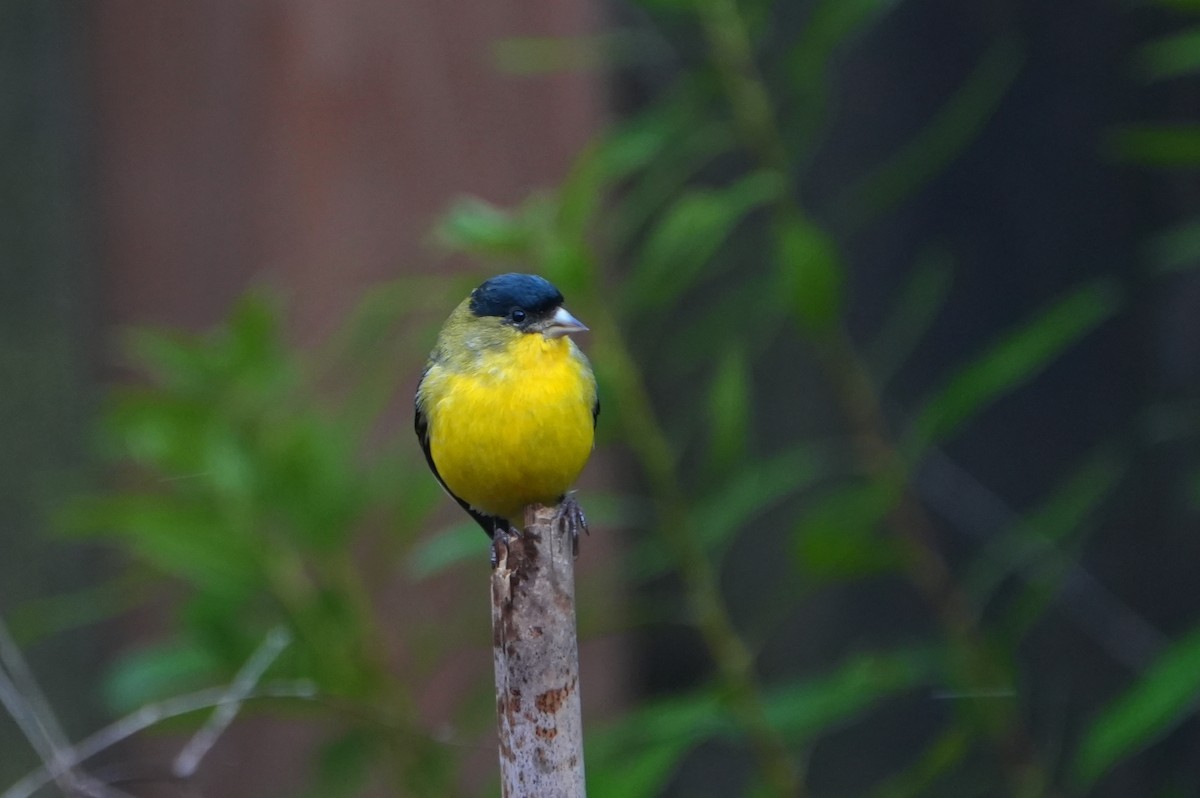 Lesser Goldfinch - ML646819385