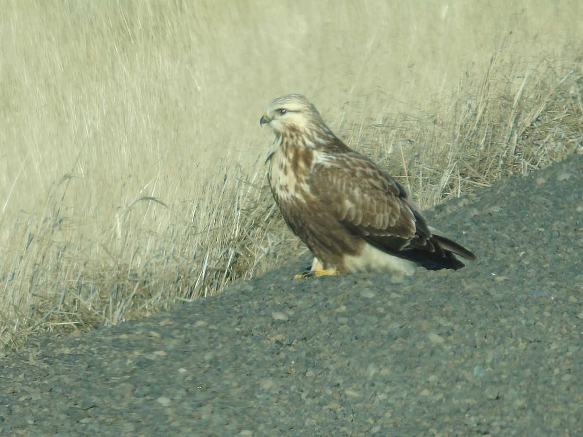 Rough-legged Hawk - ML646819387