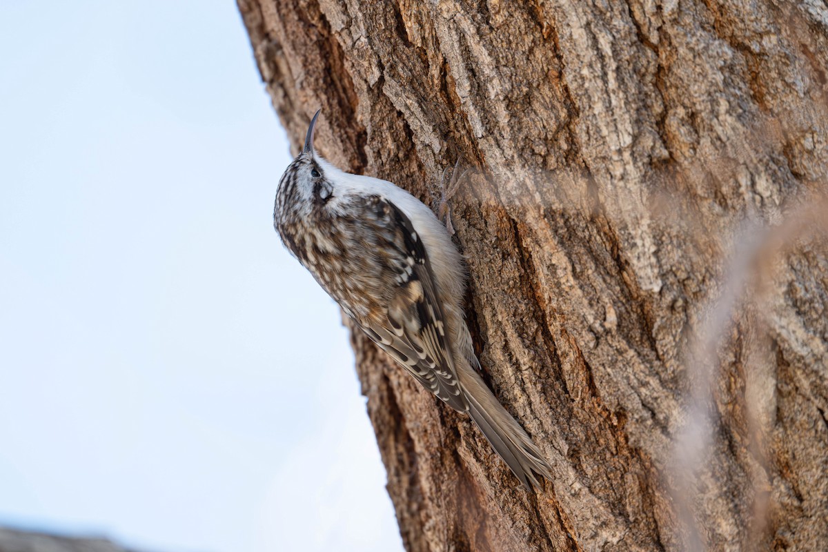 Gerri-txori amerikarra - ML646819388