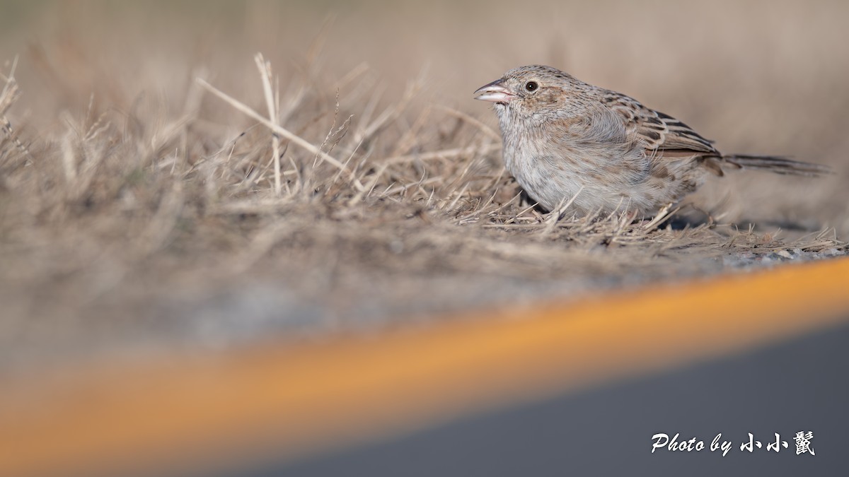 Bruant de Cassin - ML646819389