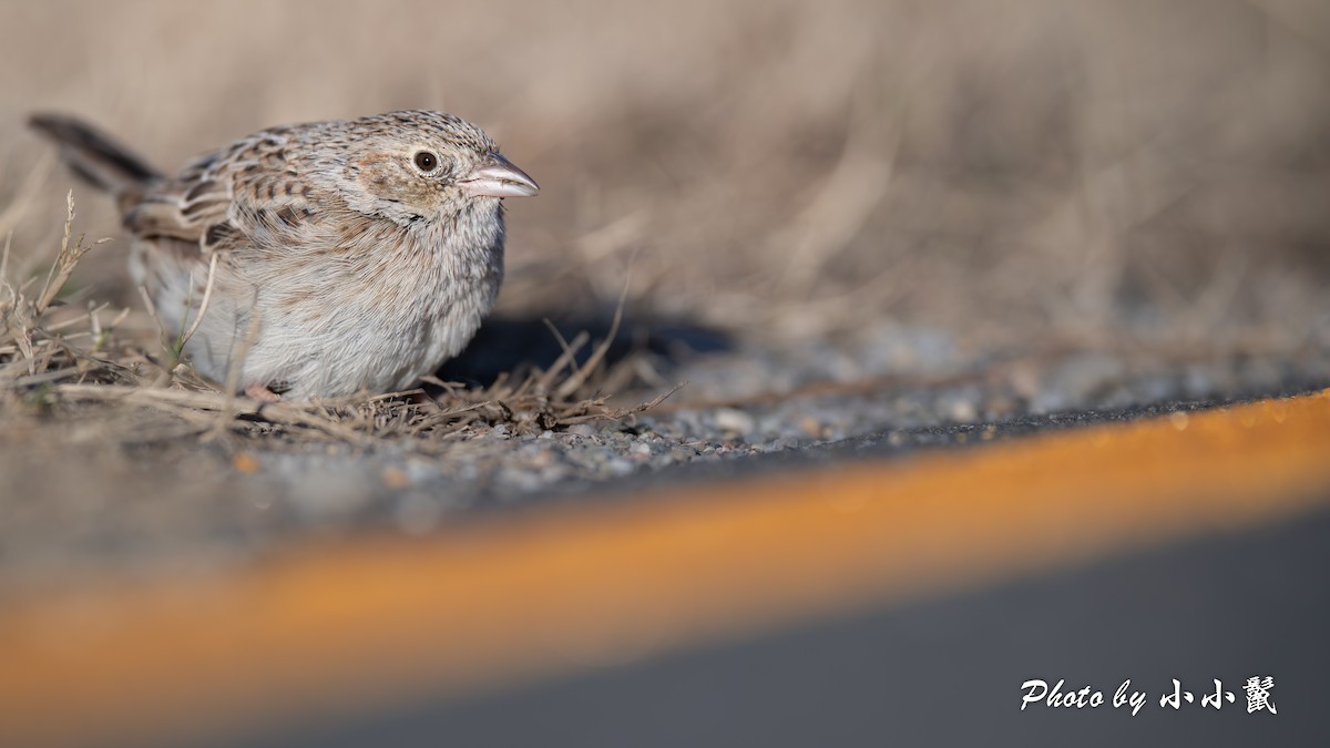 Bruant de Cassin - ML646819390