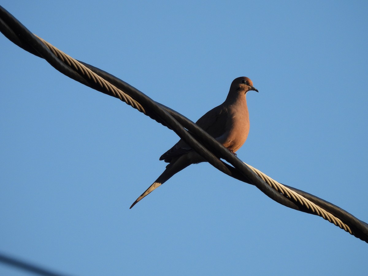 Mourning Dove - ML646819401