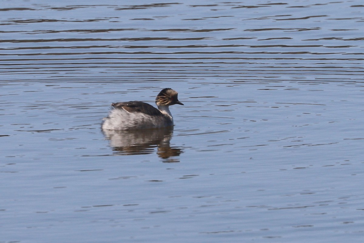 Silvery Grebe - ML646819403