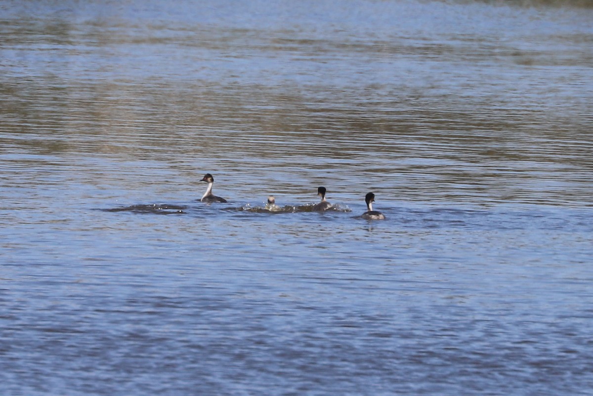 Silvery Grebe - ML646819404