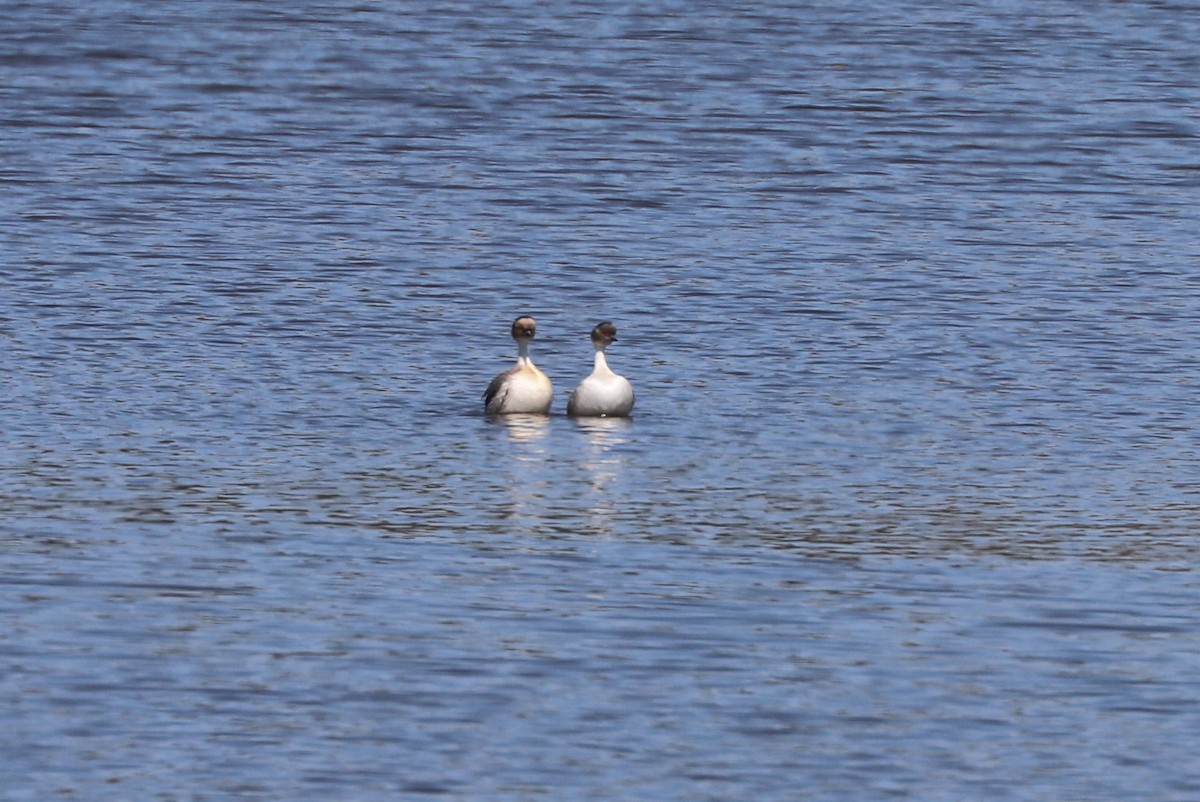 Silvery Grebe - ML646819405