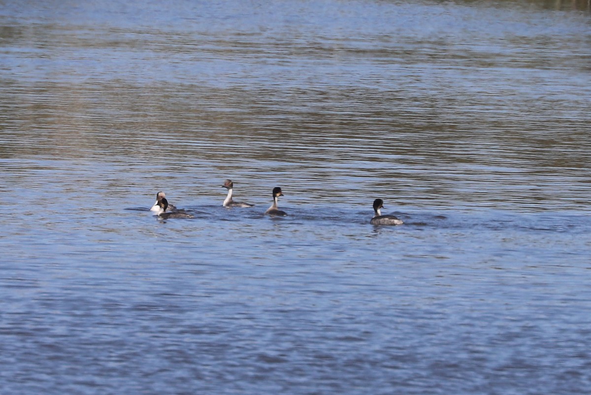 Silvery Grebe - ML646819406