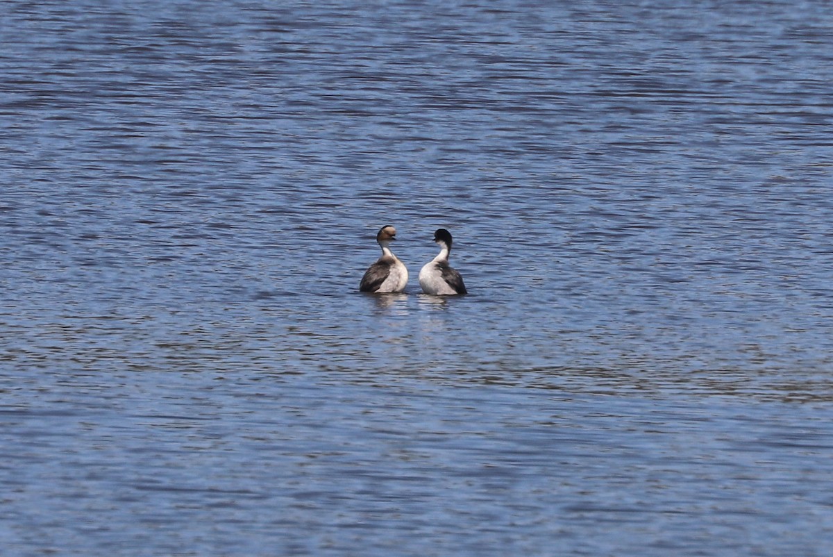 Silvery Grebe - ML646819407