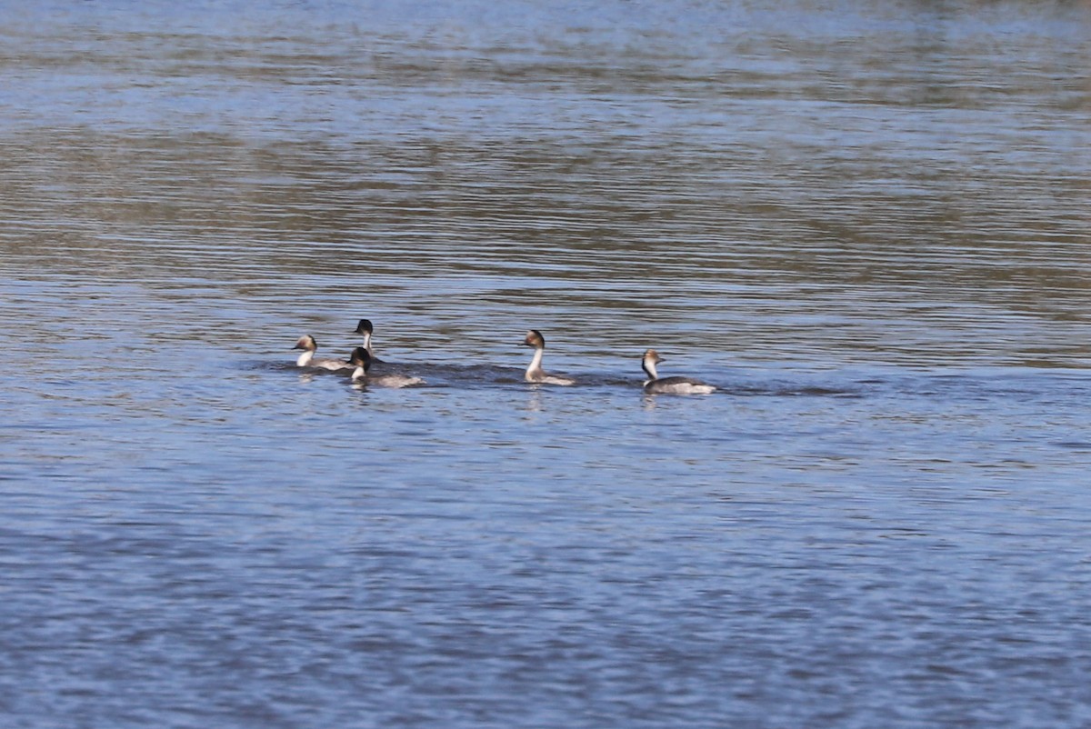 Silvery Grebe - ML646819408
