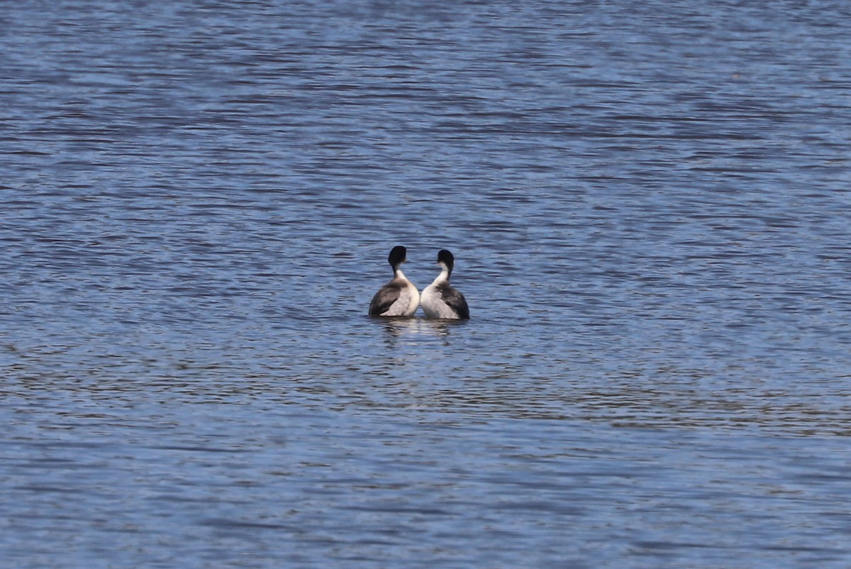 Silvery Grebe - ML646819409