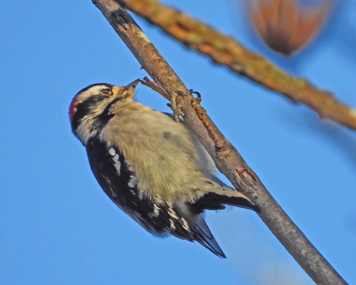 Downy Woodpecker - ML646819413