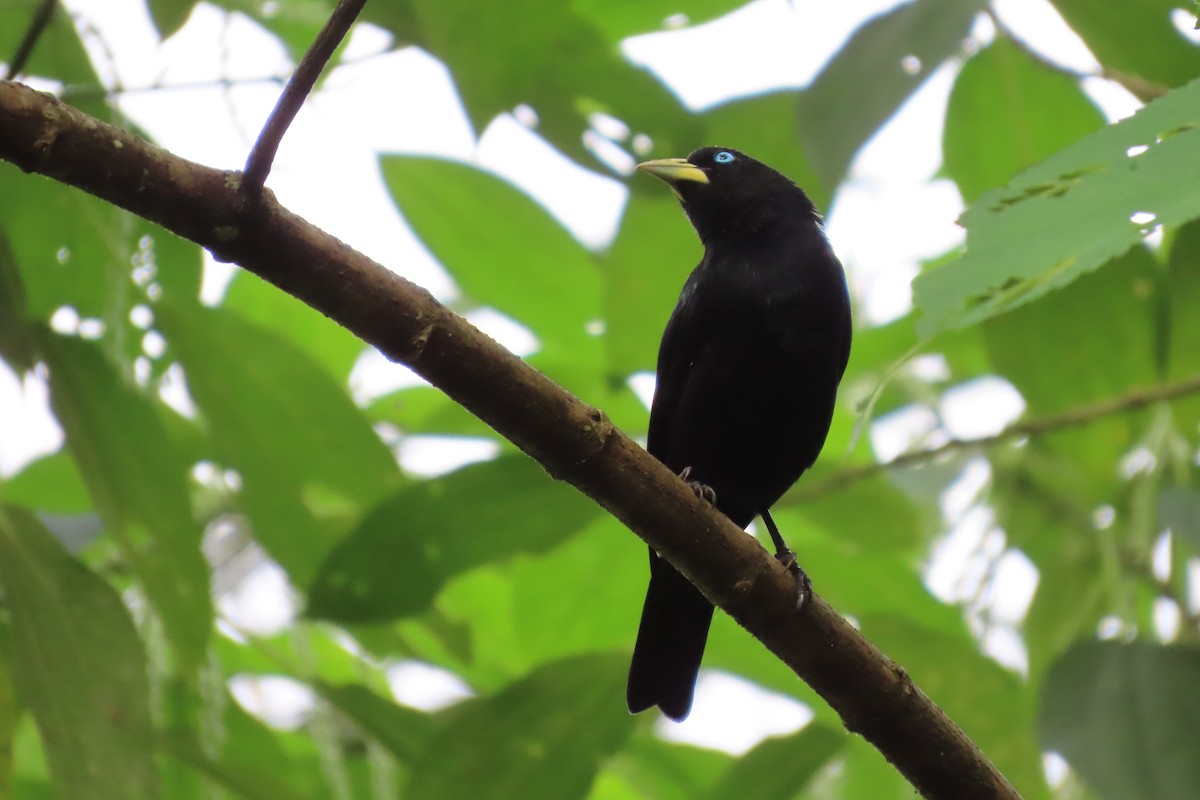 Scarlet-rumped Cacique - ML646819420