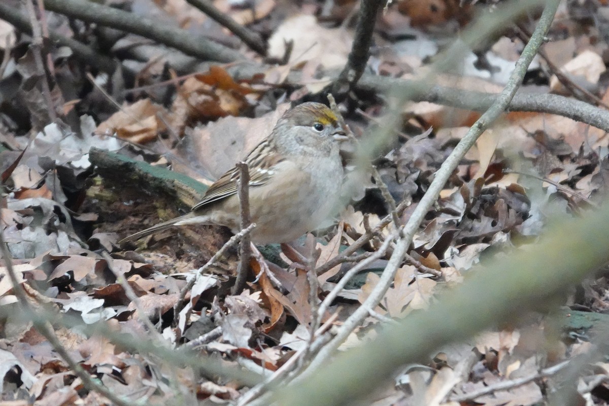 Zonotrichia sp. - ML646819421