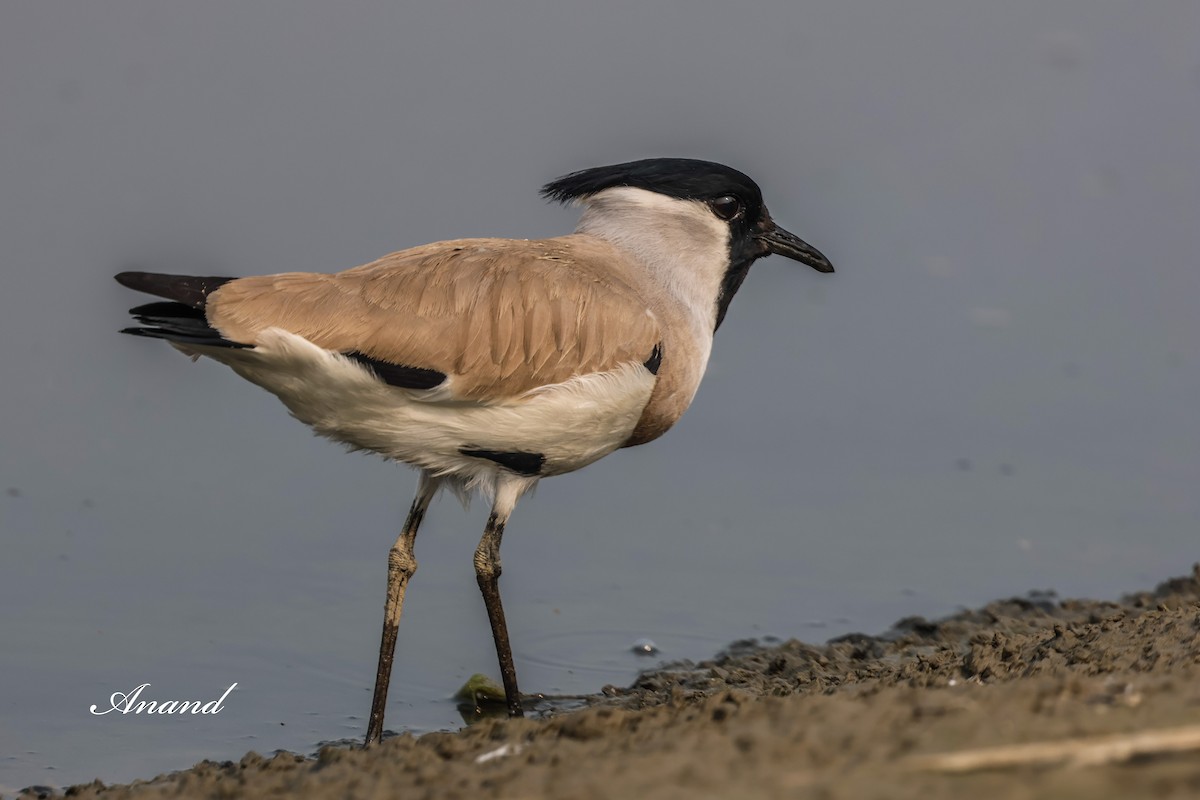 River Lapwing - ML646819423