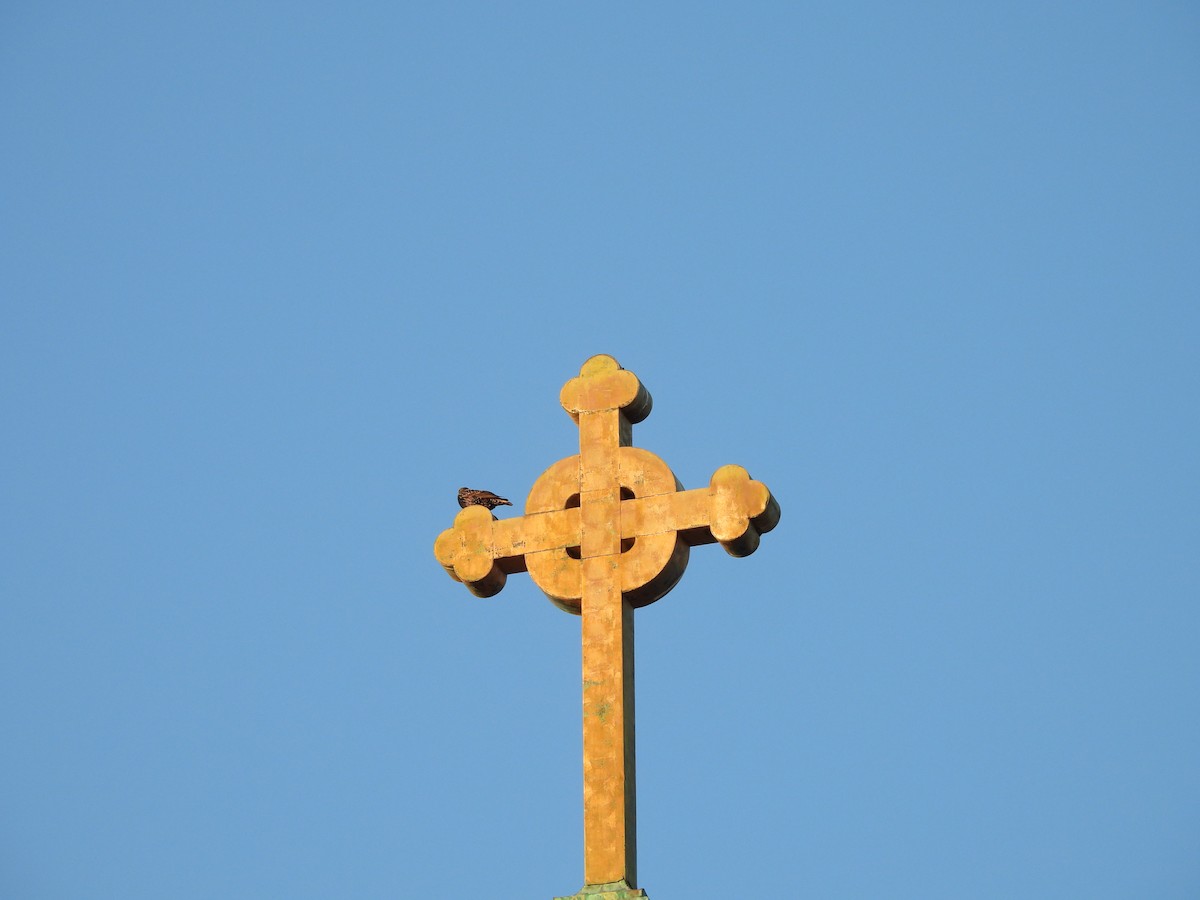 European Starling - ML646819424