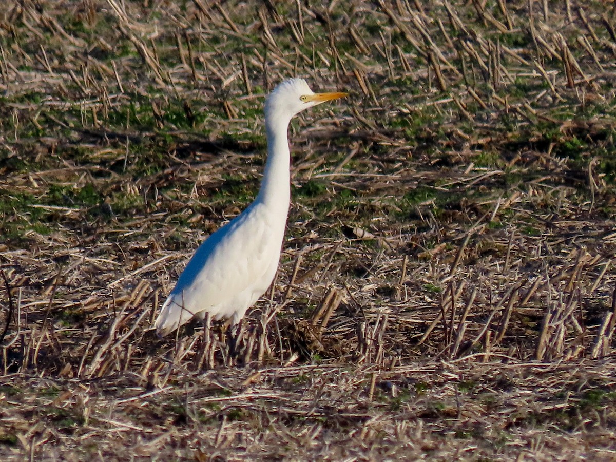 Western Cattle-Egret - ML646819426