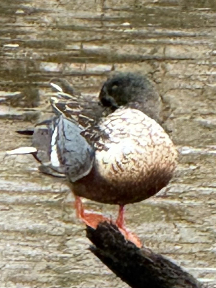 Ahate mokozabal zuria - ML646819435