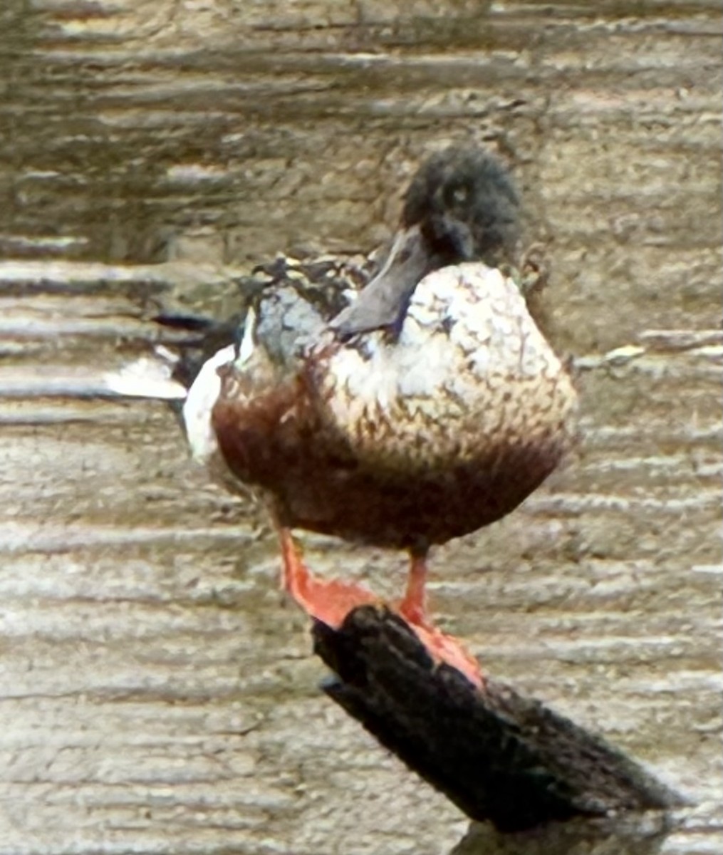 Ahate mokozabal zuria - ML646819436