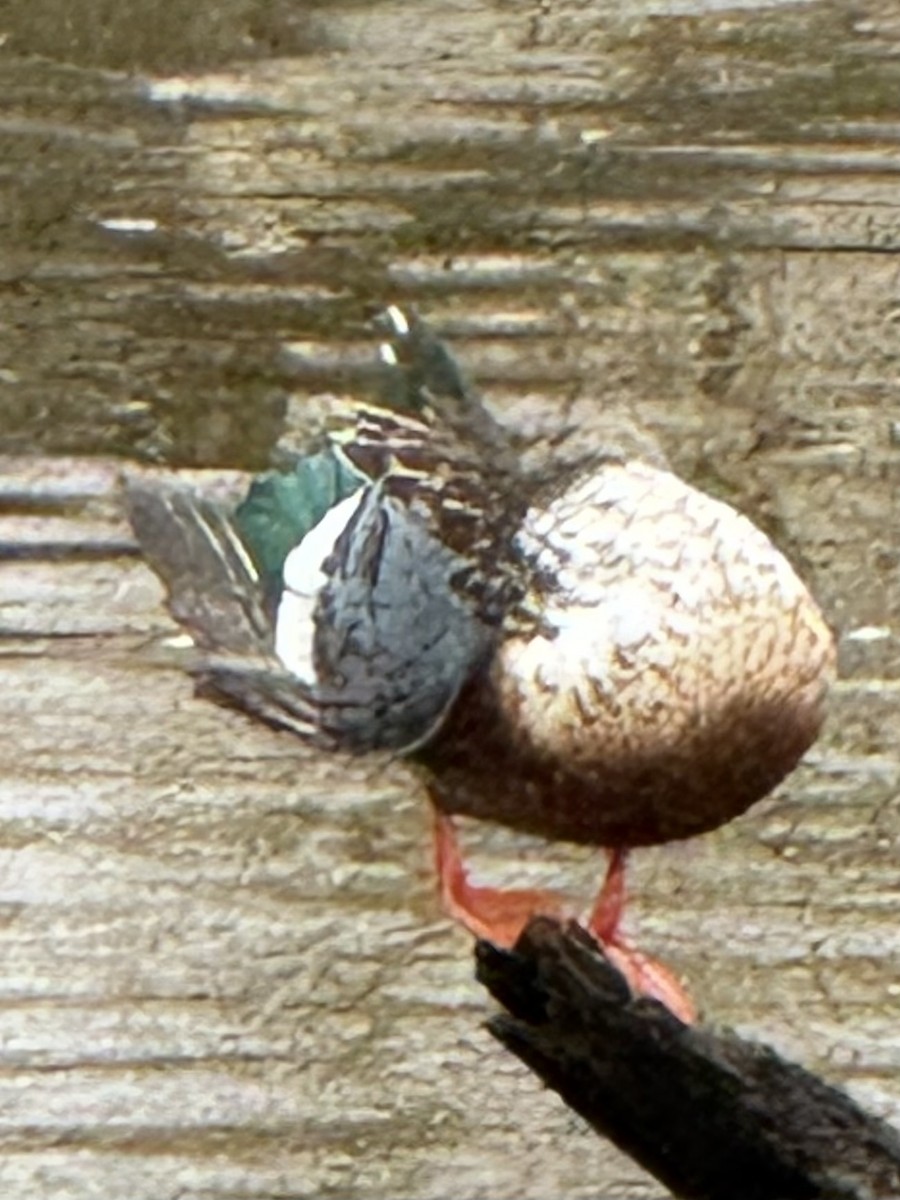 Ahate mokozabal zuria - ML646819437