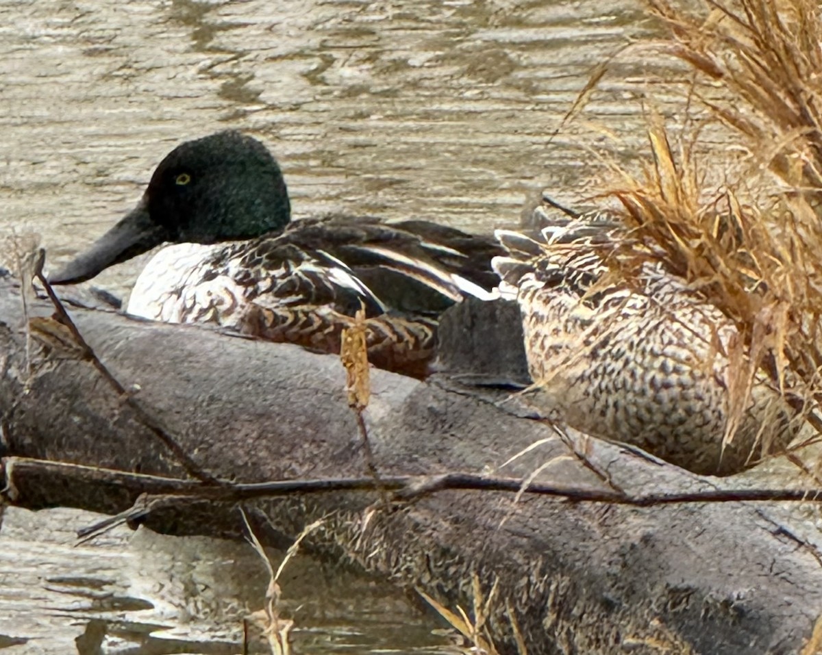 Ahate mokozabal zuria - ML646819438