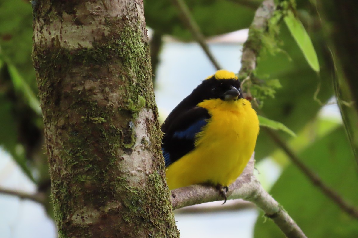 Blue-winged Mountain Tanager - ML646819446