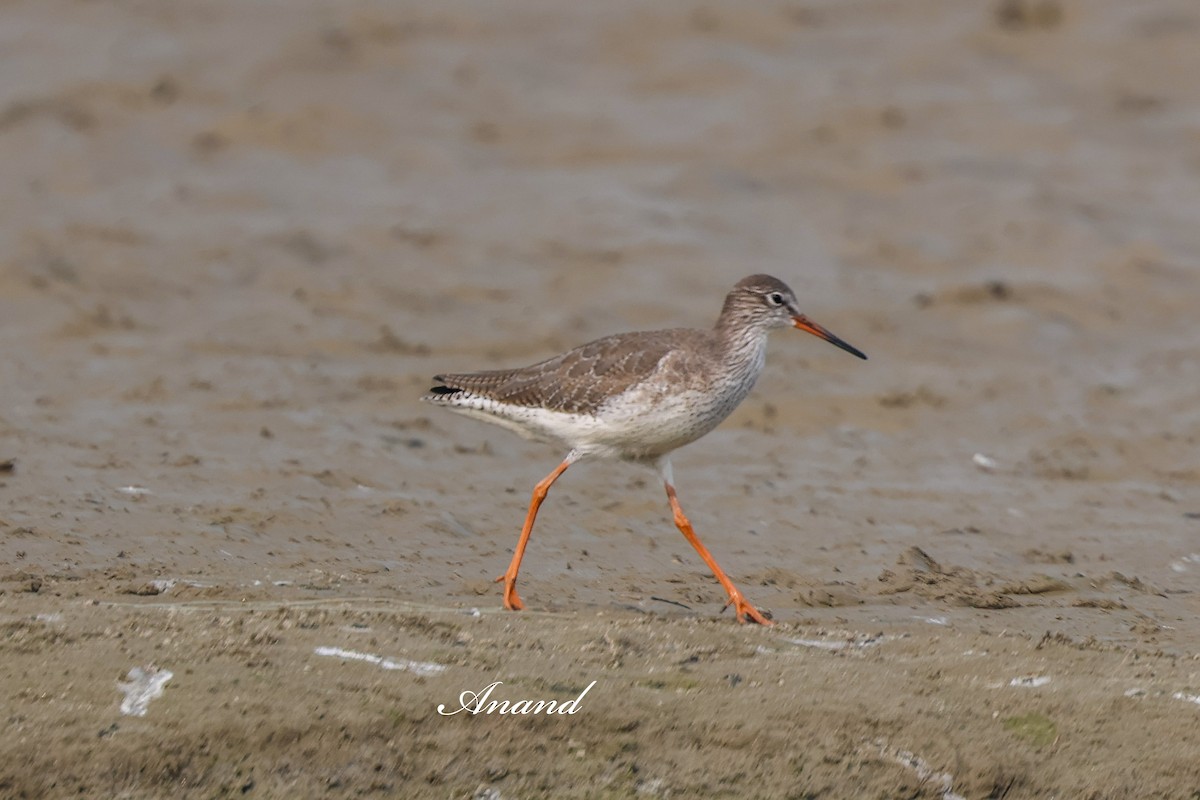 赤足鷸 - ML646819447