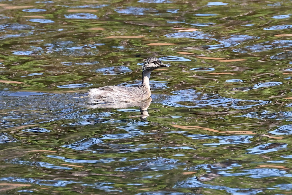 Zampullín Canoso - ML646819448