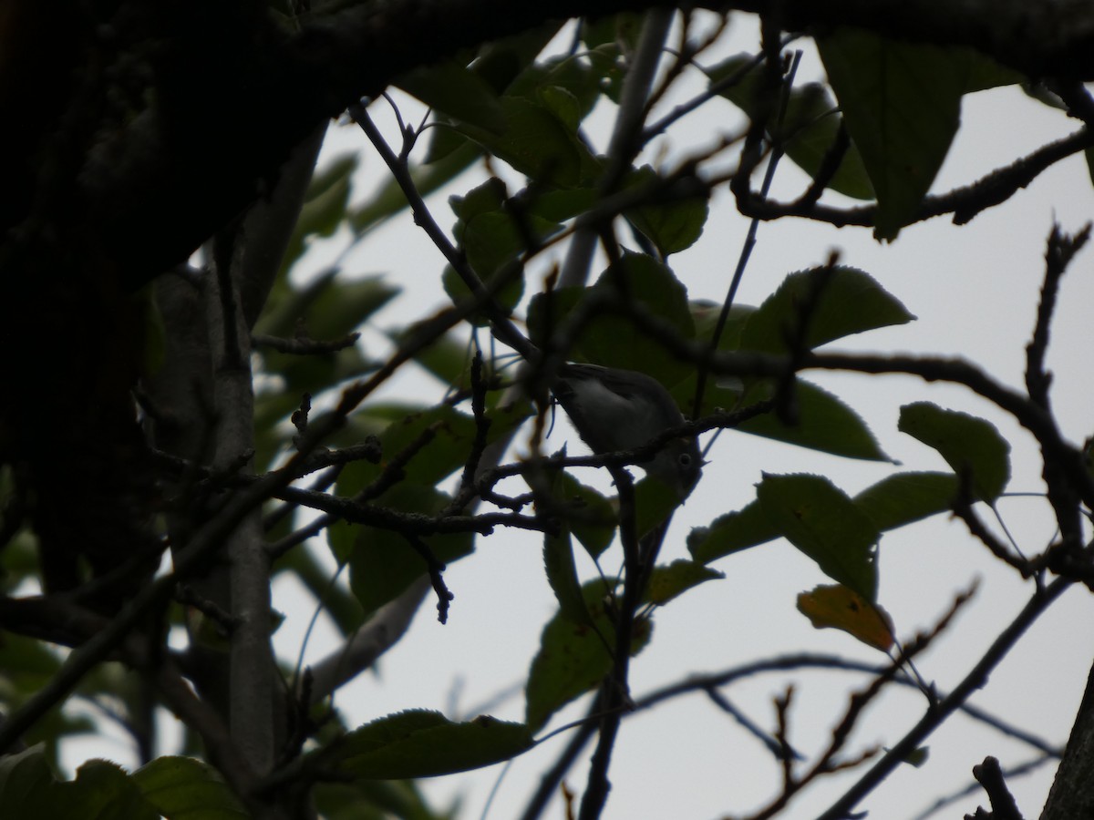 ברחשית כחלחלה - ML646819452