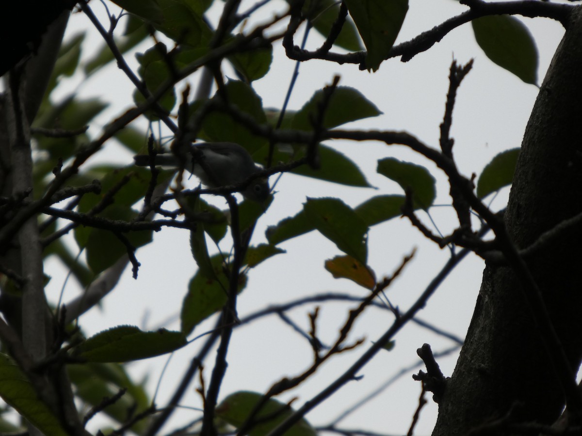 ברחשית כחלחלה - ML646819453