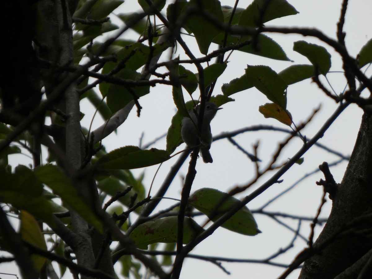 ברחשית כחלחלה - ML646819454