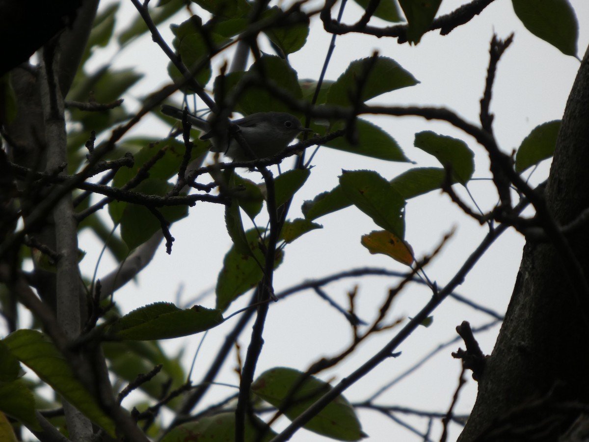 ברחשית כחלחלה - ML646819455