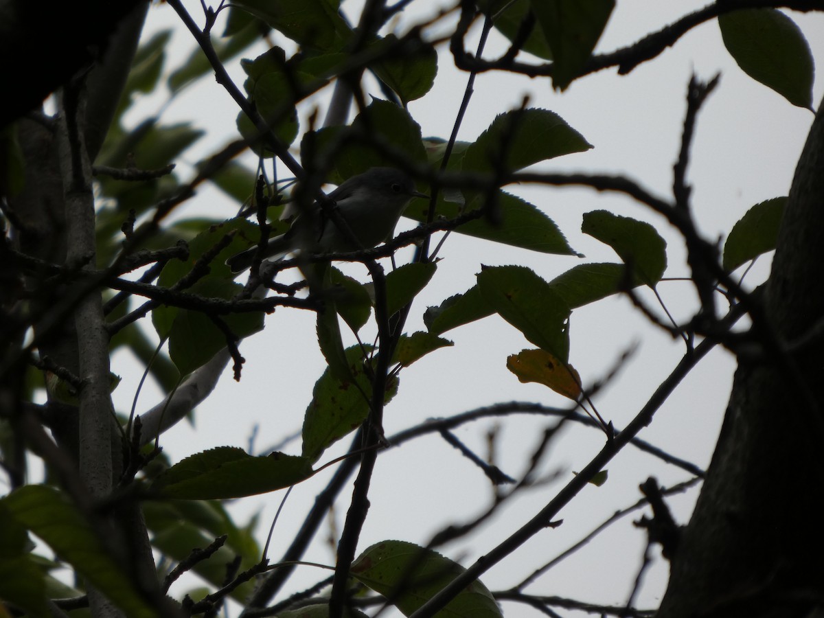 ברחשית כחלחלה - ML646819456