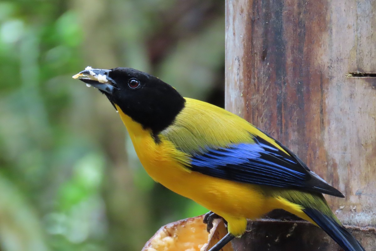 Black-chinned Mountain Tanager - ML646819458