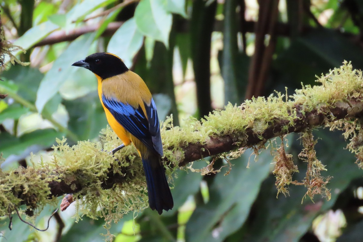 Black-chinned Mountain Tanager - ML646819460