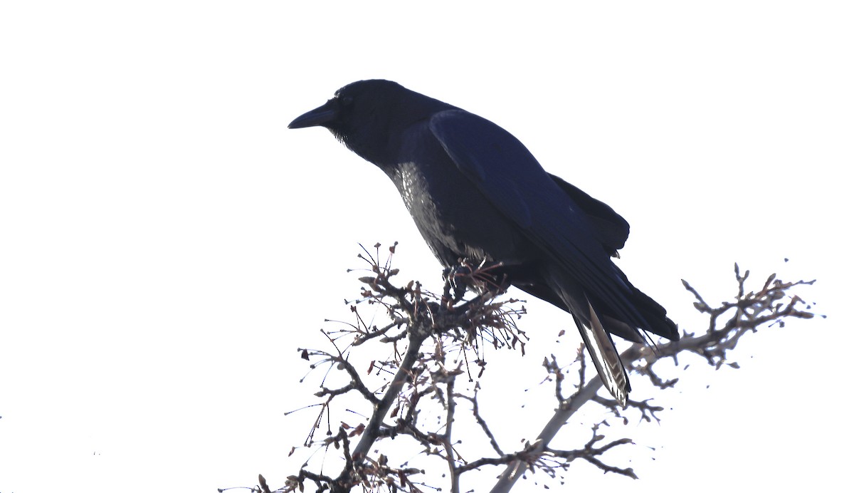 amerikakråke - ML646819462