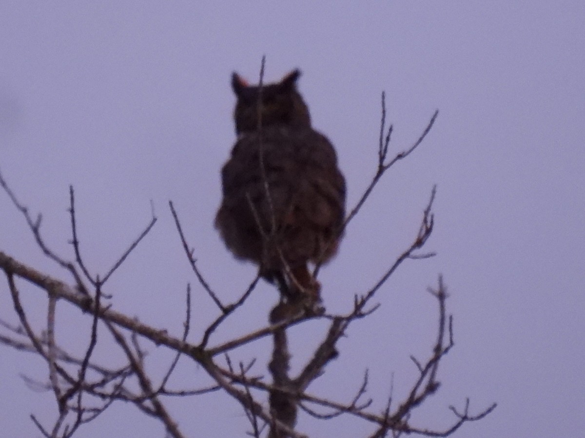 výr virginský - ML646819463