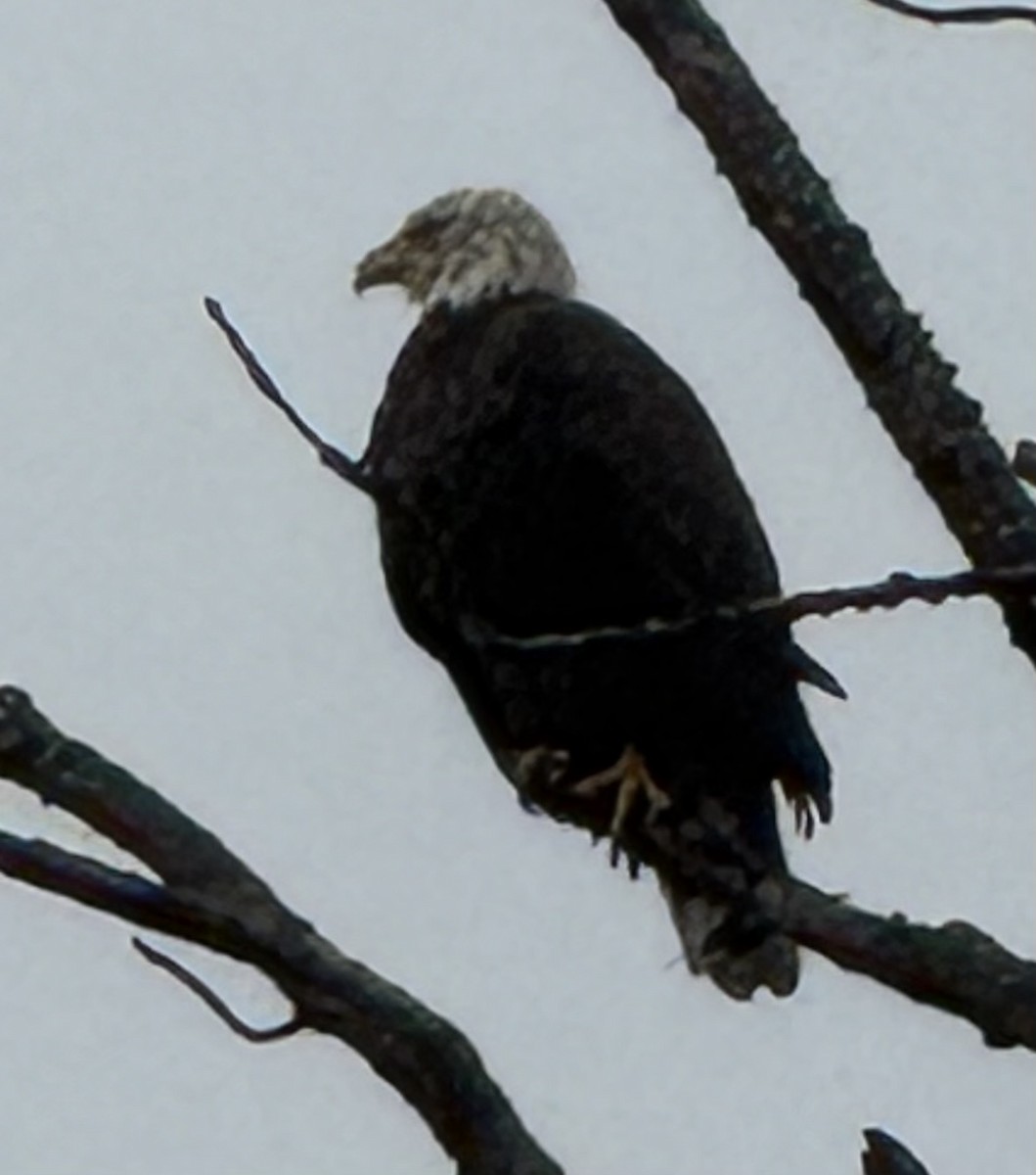 Itsas arrano buruzuria - ML646819464