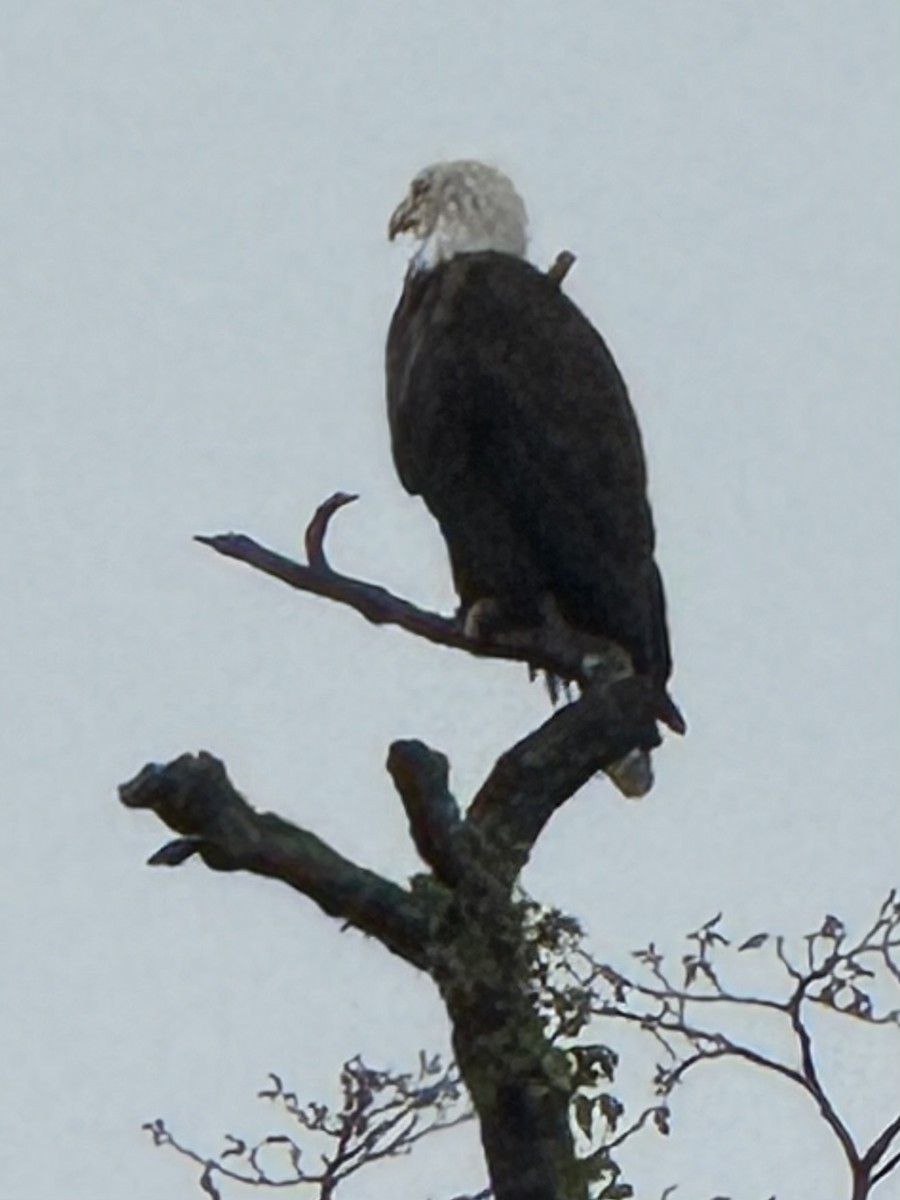 Itsas arrano buruzuria - ML646819465