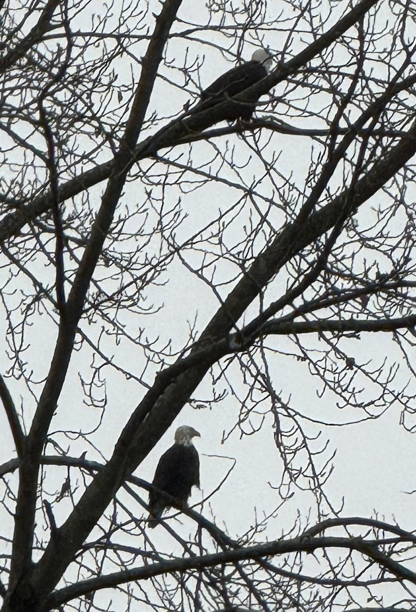 Itsas arrano buruzuria - ML646819466