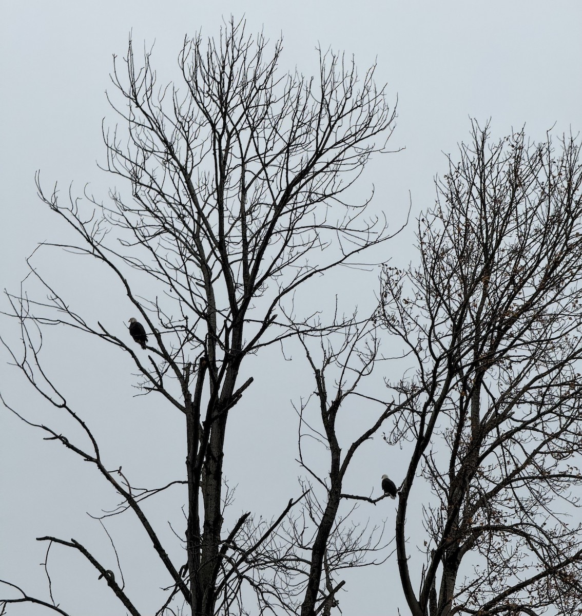 Itsas arrano buruzuria - ML646819467