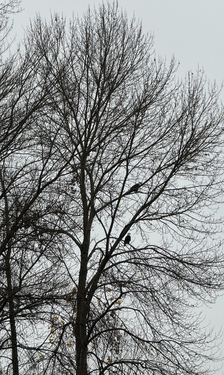 Itsas arrano buruzuria - ML646819468