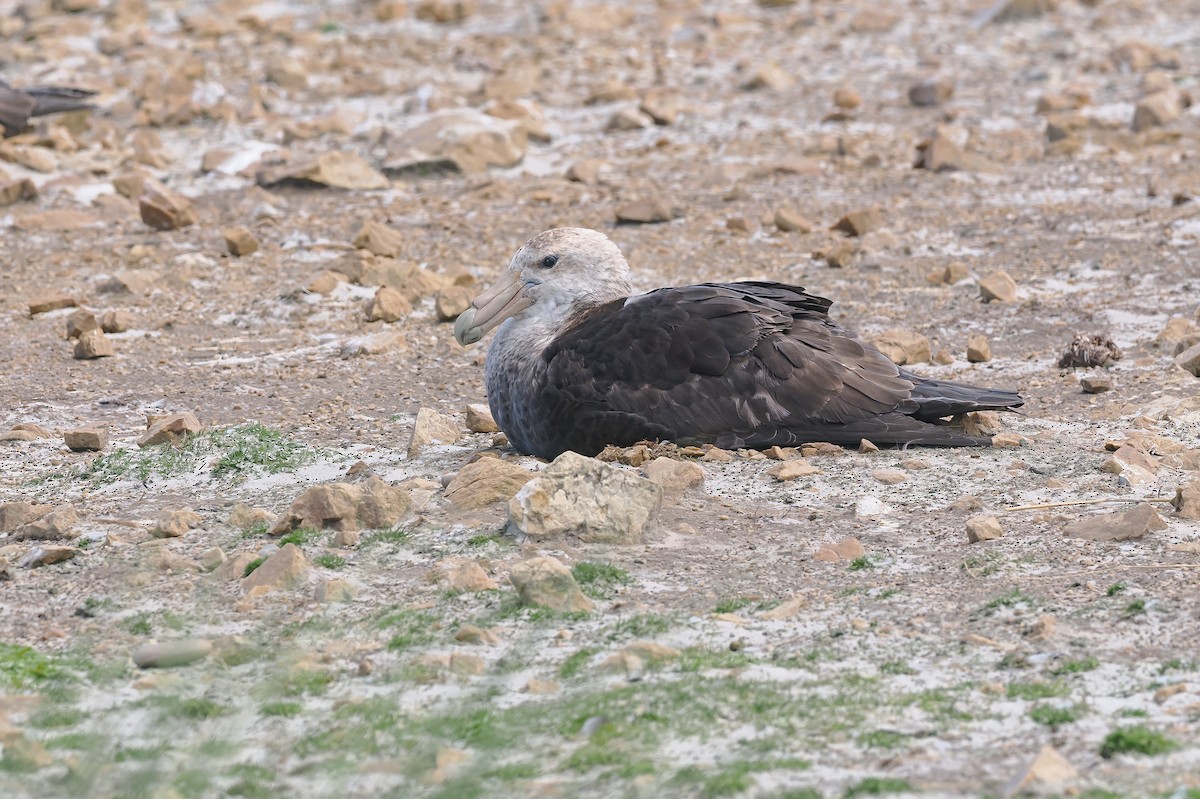 סערון-ענק דרומי - ML646819469