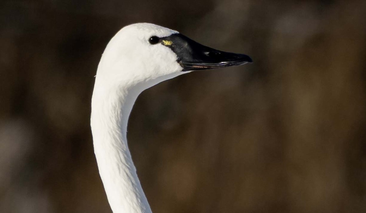 Лебідь чорнодзьобий - ML646819470