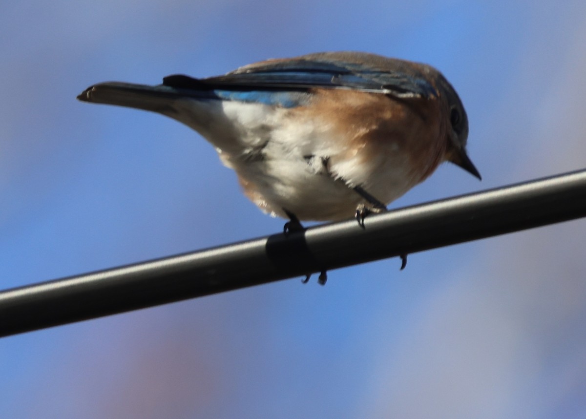 Блакитник східний - ML646819473