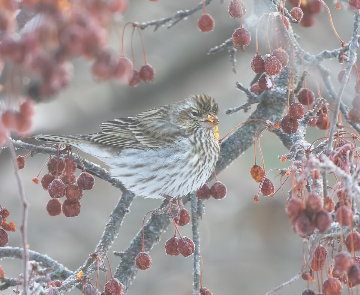 Cassin Çütresi - ML646819474