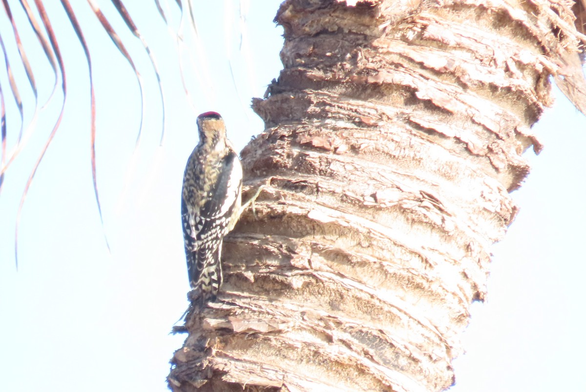 Yellow-bellied Sapsucker - ML646819475
