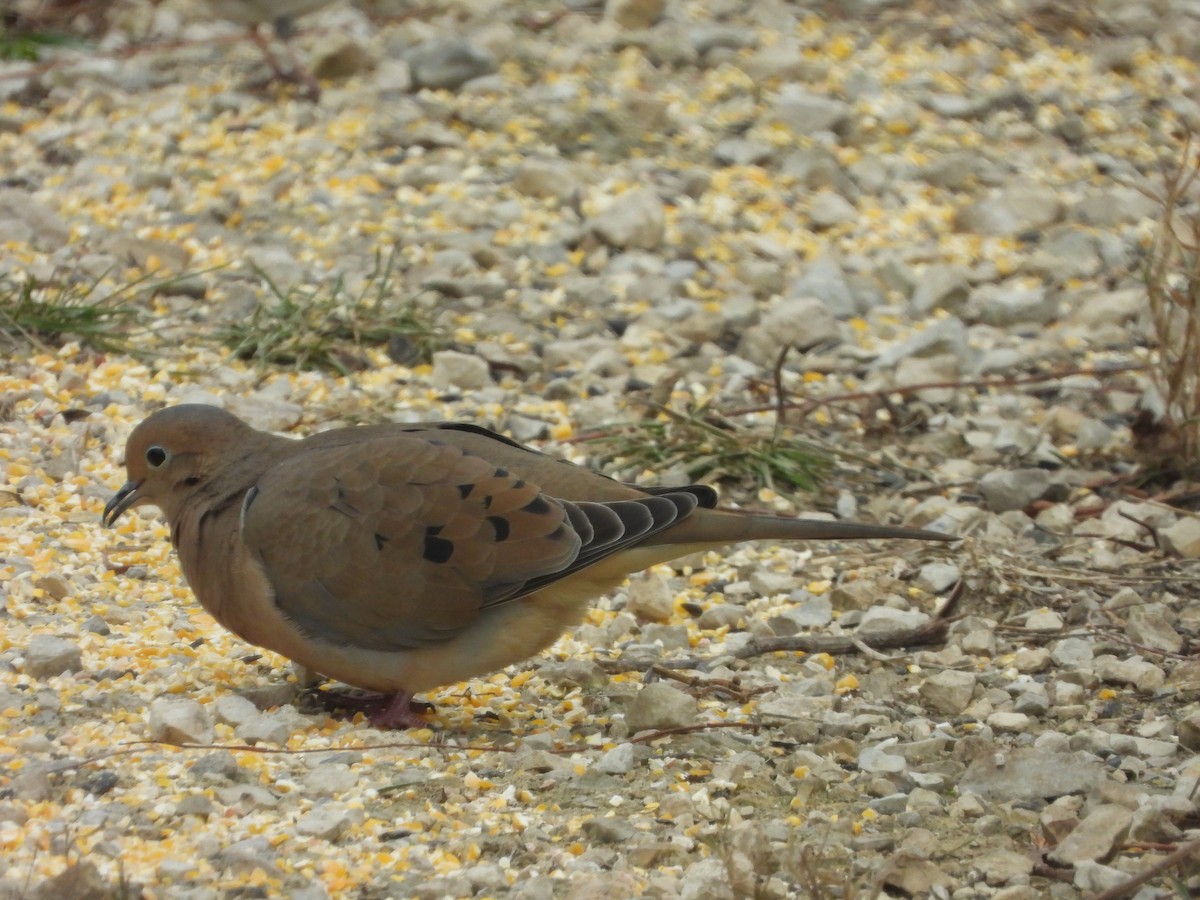 Mourning Dove - ML646819476