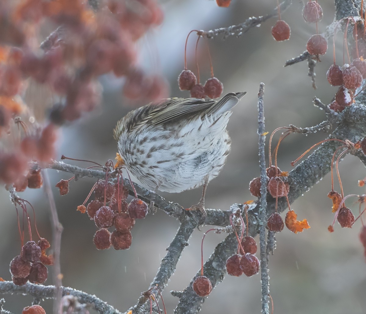 Cassin Çütresi - ML646819477