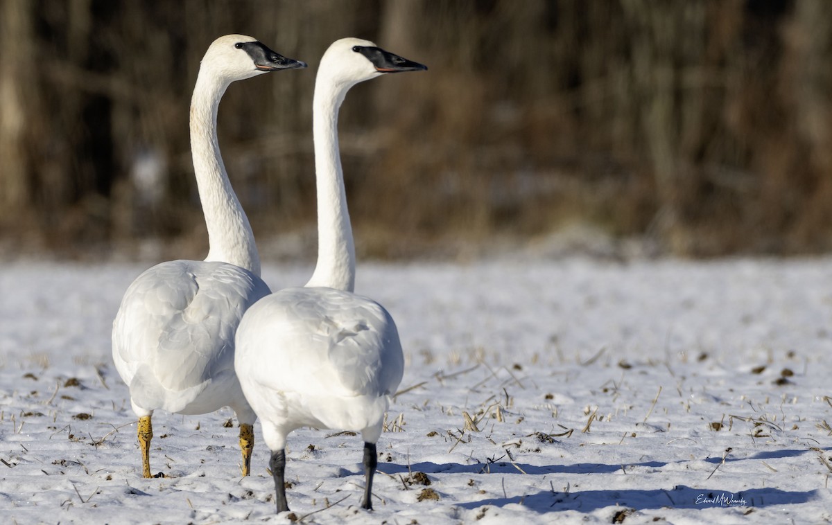 Лебідь-трубач - ML646819481
