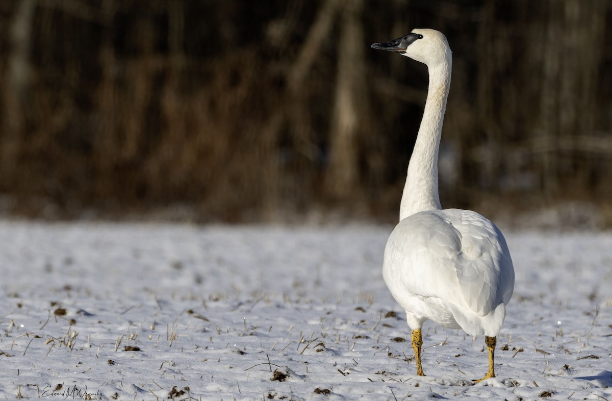 Лебідь-трубач - ML646819482