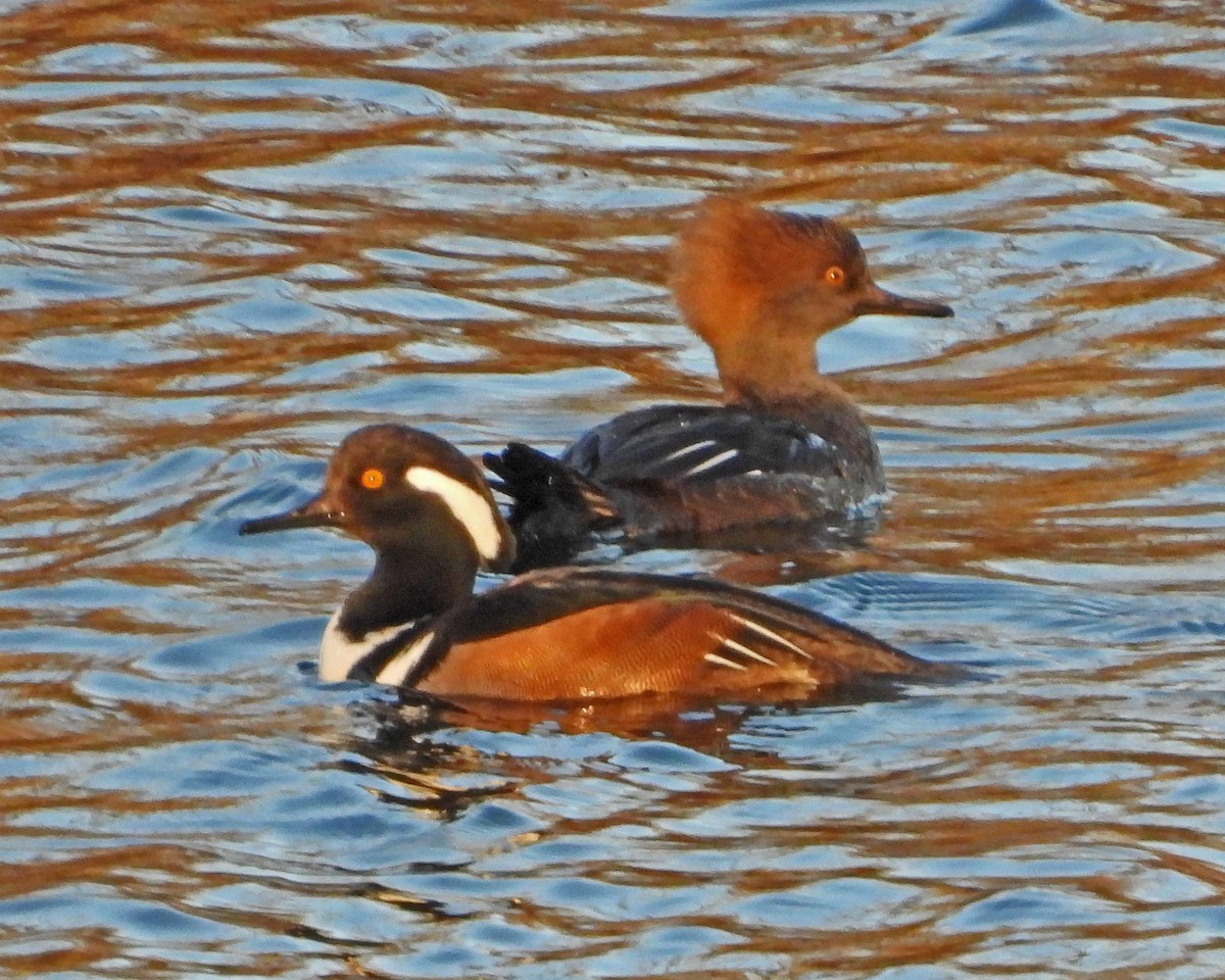Hooded Merganser - ML646819483